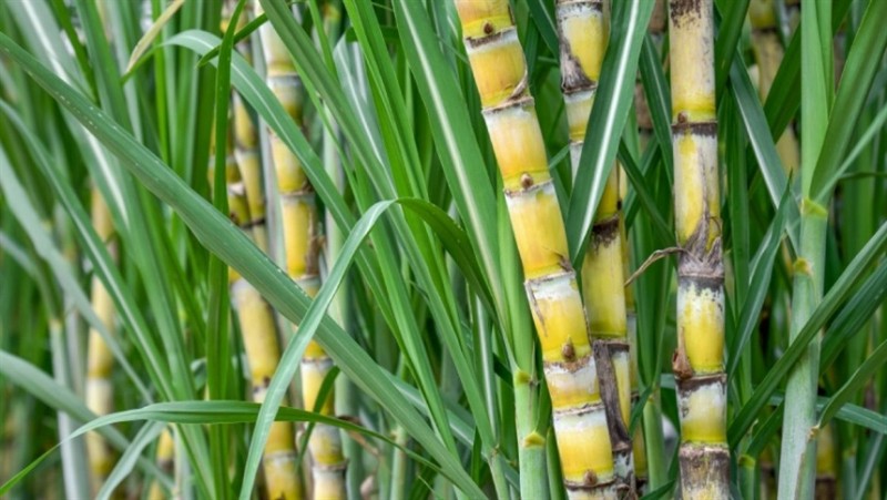 Fixação biológica de nitrogênio reduz em até 16% doenças foliares da cana-de-açúcar